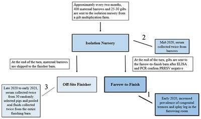 Detection and investigation of atypical porcine pestivirus in a swine production system